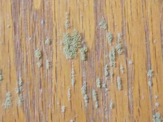 mould on wood