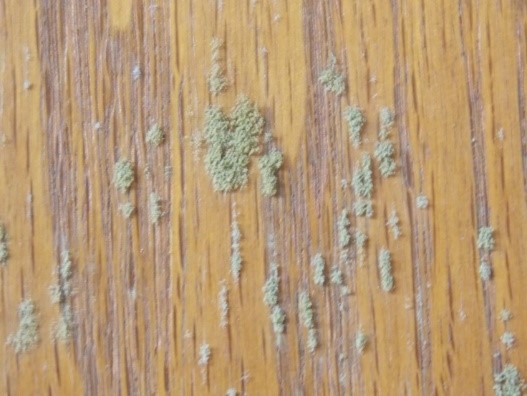mould on wood