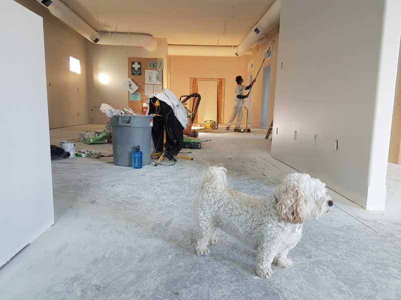 dog renovation house