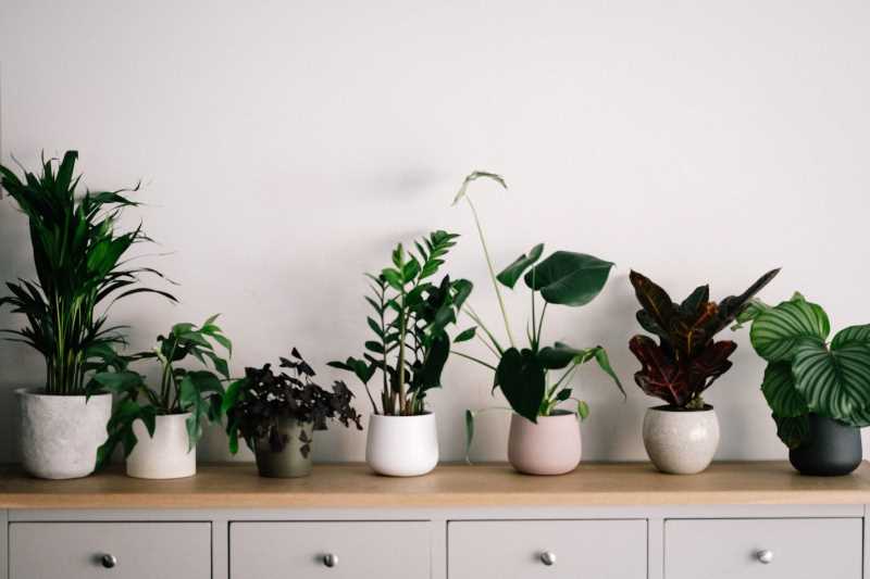 Plant Power: 5 Bedroom Plants to Help You Sleep Better