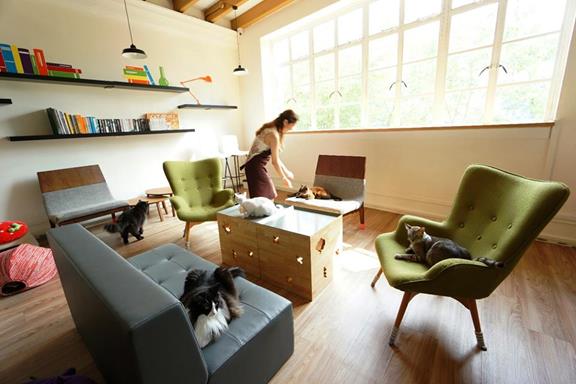 image for 5 Cat Cafes in Singapore