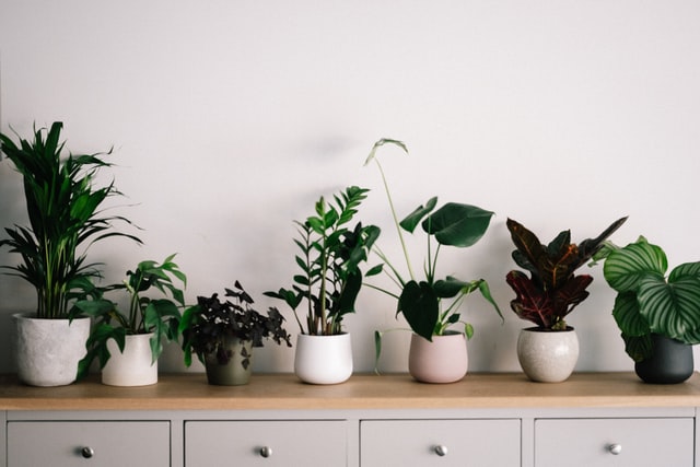 Different house plants in white pots on a cupboard