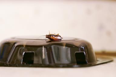 image for 6 Methods to Stop Cockroaches From Terrorising Your Home