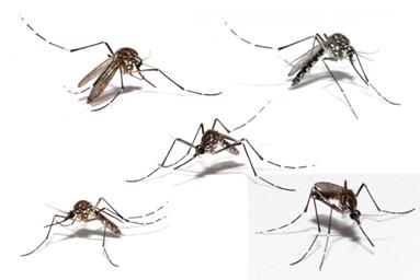 image for 5 Steps To Dengue-proof Your Life