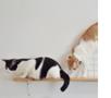 image for Home Tour: A Purr-fect House for Cat Lovers