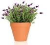 image for Save Yourself from the Zika Virus with These Anti-Mosquito Plants