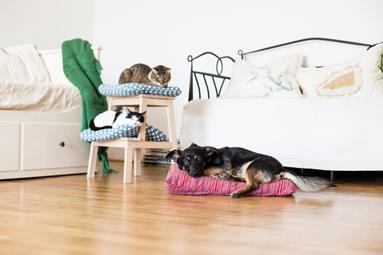 image for 3 Ways to Pet Proof your Home