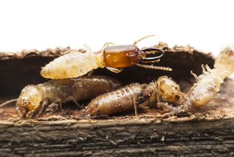 image for Avoiding Termite Infestation At Home